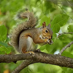 Squirrel illustration
